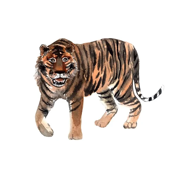 Akvarell Illustration Tiger Vit Bakgrund — Stockfoto