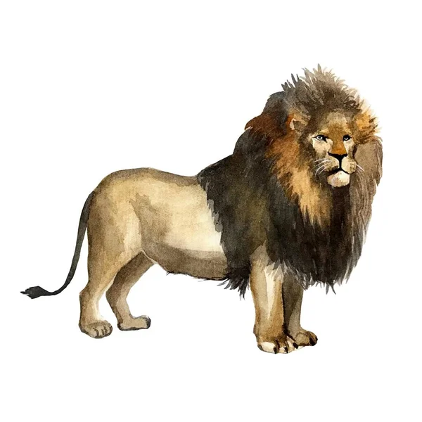 Watercolour Illustration Noble Lion White Background Royalty Free Stock Images