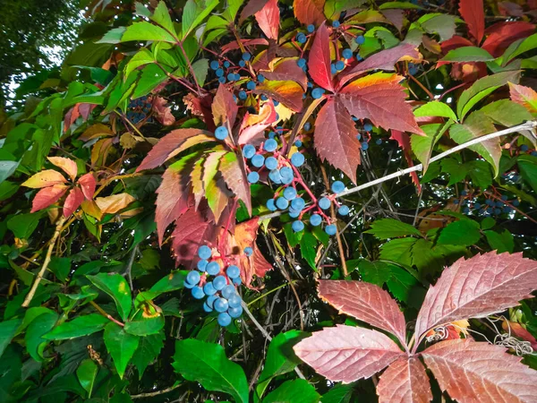 Red leaf with blue berries on a green bush in autumn
