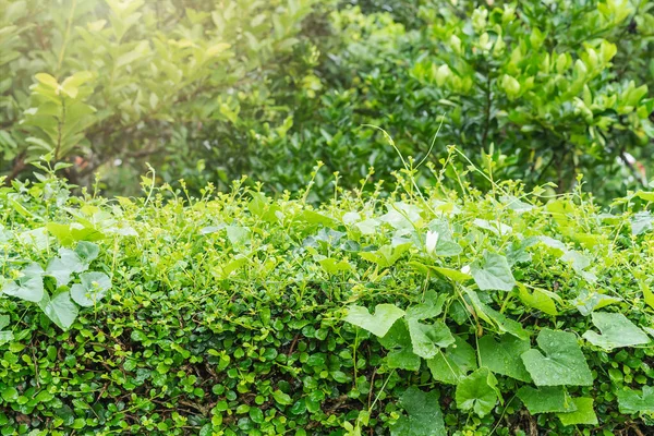 Clôture Haie Verte Mur Feuilles Vert Naturel Avec Des Gouttelettes — Photo