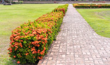 Kırmızı çiçekler ve yeşil çimlerle bahçede yürümek için tuğla ve çimentodan yapılmış yaya yoluna seçici bir şekilde odaklan. Doğa arka planı ve barış kavramı