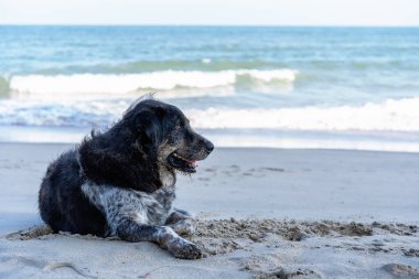 Kumsala yakın kumsalda uzanmış sahibini bekleyen ya da deniz kenarında bir şey arayan sevimli siyah bir köpek. Tatil konsepti ve metin için kopyalama alanı