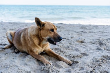 Kumsala yakın kumsalda uzanmış sahibini bekleyen ya da deniz kenarında bir şey arayan sevimli kahverengi bir köpek. Tatil konsepti ve metin için kopyalama alanı