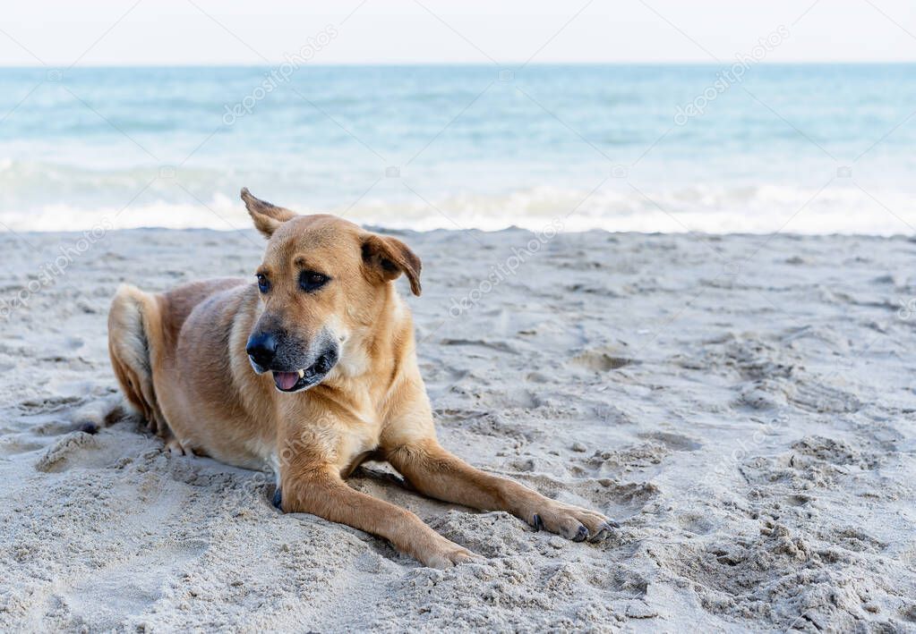 A cute brown dog lying and relaxing on the beach full of sand close to the seaside waiting for the owner or looking for something by the sea. Vacation holiday concept and copy space for text