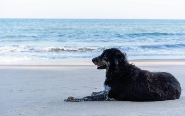 Kumsala yakın kumsalda uzanmış sahibini bekleyen ya da deniz kenarında bir şey arayan sevimli siyah bir köpek. Tatil konsepti ve metin için kopyalama alanı
