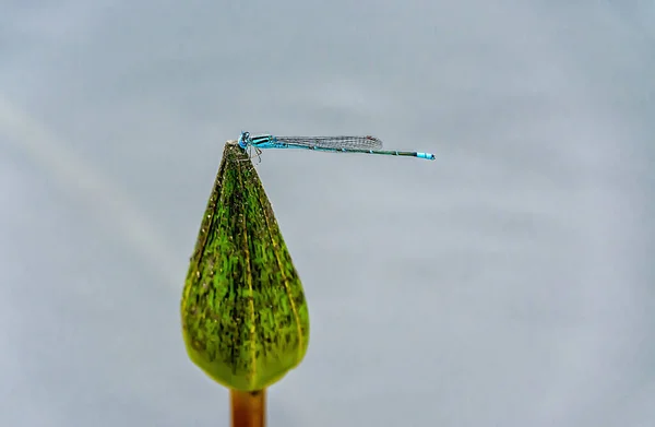 Selective Focus Dragonfly Green Bud Lotus Flower Water Lily Flower — Stock Photo, Image