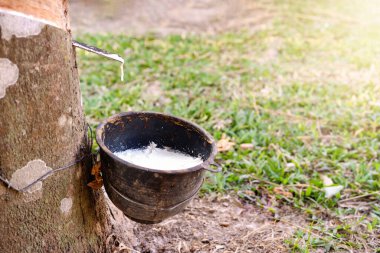 Kauçuk ağacına yakın çekim ve güneş doğarken kırsal bir kauçuk tarlasında lateks dolu bir kase. Tayland 'da hasat için bitkilere asmak için siyah plastik plastik kase. Tarım kavramı.