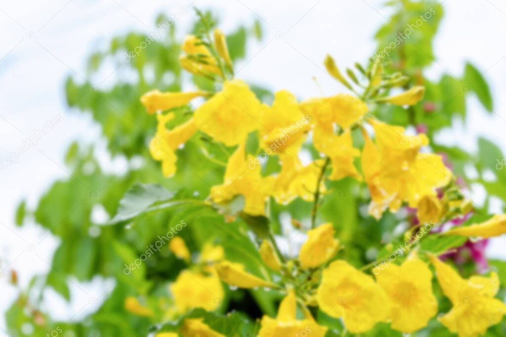 Blurred background of yellow flowers with droplets after raining on blurred green background under sunlight with copy space using as background natural flora landscape. World environment day concept