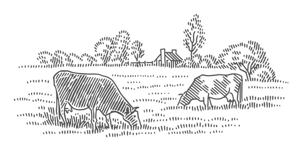 Коровы Пасутся Поле Рядом Фермерским Домом Сельский Пейзаж Вектор Изолированный — стоковый вектор