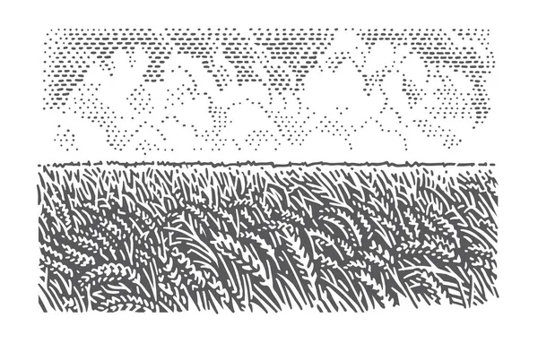 Illustrazione Del Campo Grano Isolato Vettore — Vettoriale Stock