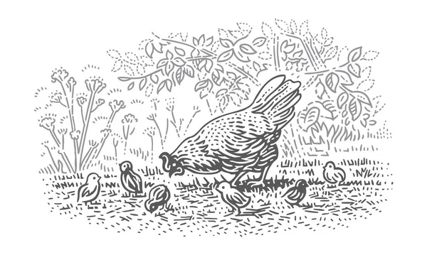 Курица Новорожденными Цыплятами Курица Линии Иллюстрации Вектор Слоя — стоковый вектор
