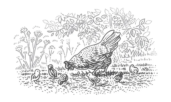 Poule Avec Des Poussins Nouveau Nés Poulet Illustration Ligne Vecteur — Image vectorielle