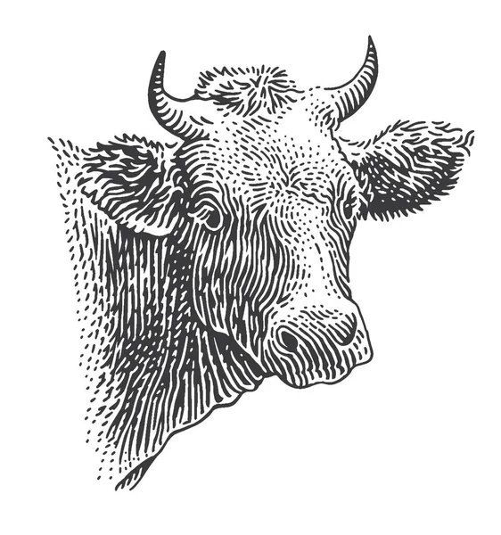 Illustration Style Gravure Tête Vache Vecteur — Image vectorielle