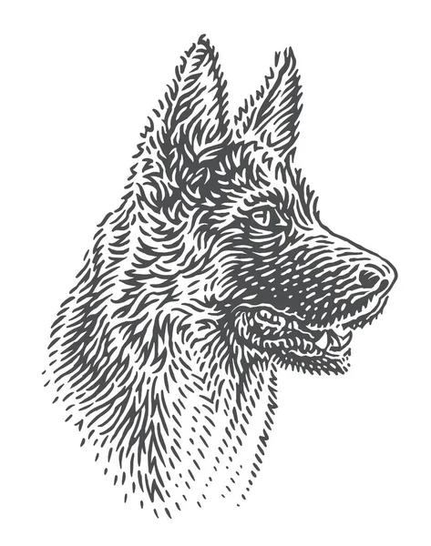 Köpek çobanı Alman çoban başı çizimi. Vektör.