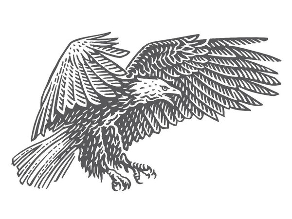 Bald eagle soaring in air monochrome illustration. Isolated, vector.