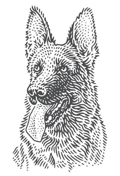 Köpek çobanı Alman çoban başı çizimi. Vektör, izole.
