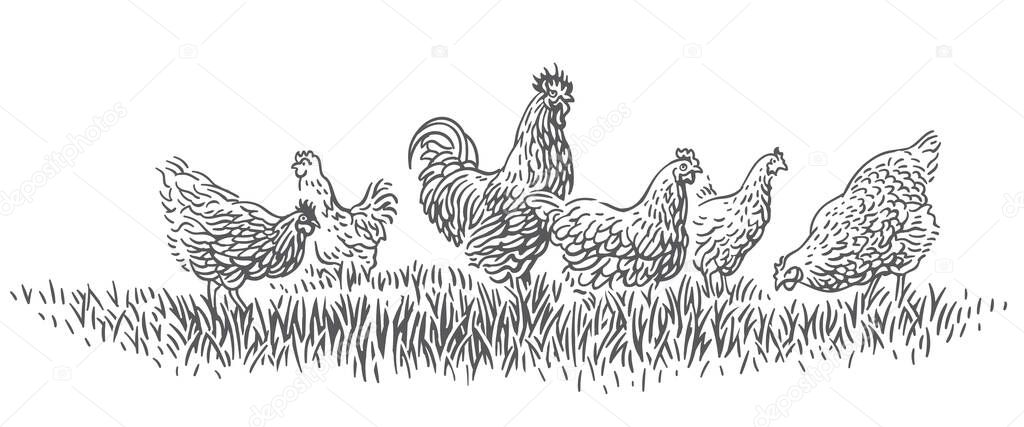 Rooster and hens on grass illustration. Vector.