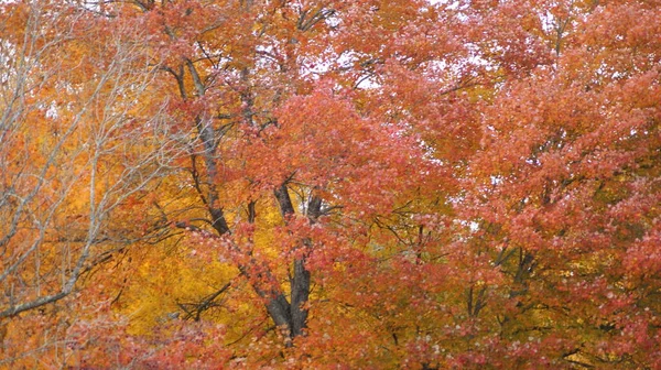 Мбаппе Цветах Осени Национальном Парке Great Smoky Mountains Штат Теннесси — стоковое фото