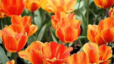 Hot Springs, AR, ABD 'deki Garvin Woodland Lale Bahçesi' nden geniş çeşitteki lale çiçekleri ve diğer çiçeklerin yakın çekimleri