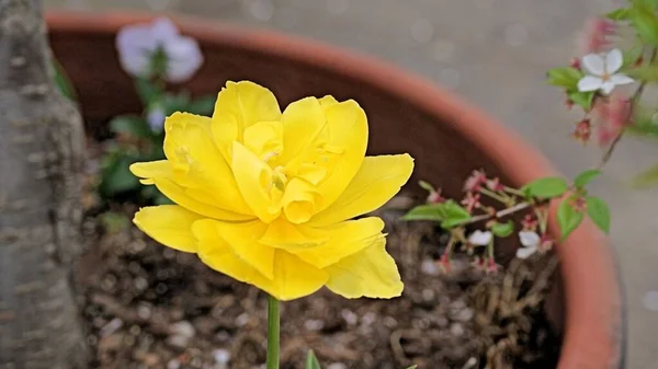 Yellow Buttercup Captura Cerca Amplias Variedades Flores Tulipán Otras Flores — Foto de Stock