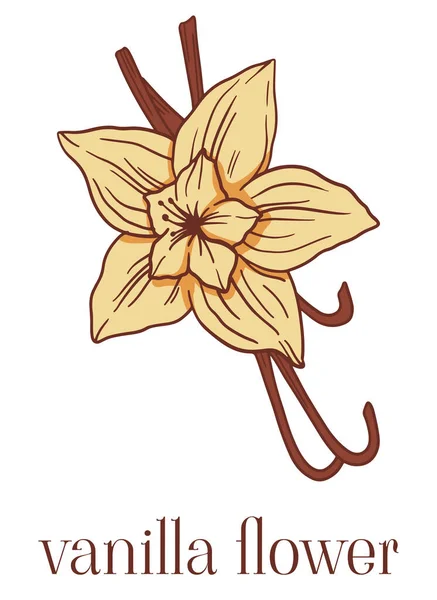 Colored Illustration Vanilla Flower Cartoon Style — Stock Vector
