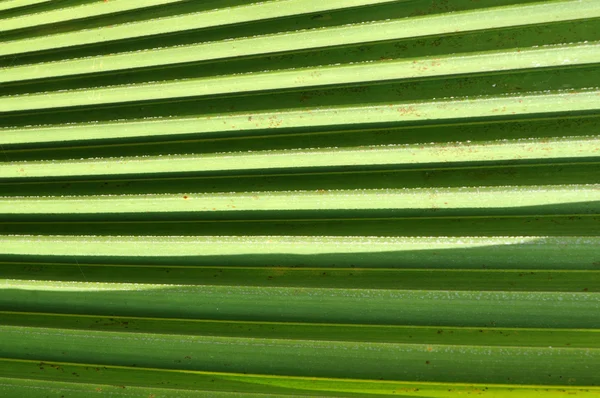 La palma deja textura. Fondo de hoja verde — Foto de Stock