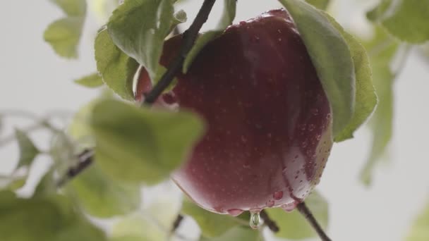 Jablko krásné složení ze stromu v zahradě kapka vody teče — Stock video