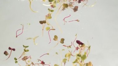 Bitkiler filizlenir. Suyun içindeki bitkiler çiğ sebzelerle döner.