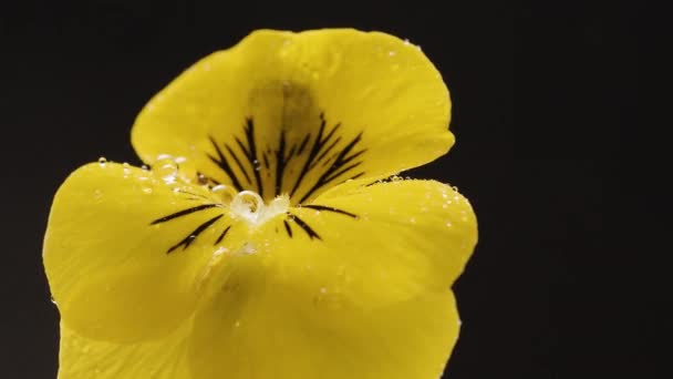 Μακρο όμορφα κίτρινα λουλούδια rotatind πασπαλισμένα με νερό — Αρχείο Βίντεο