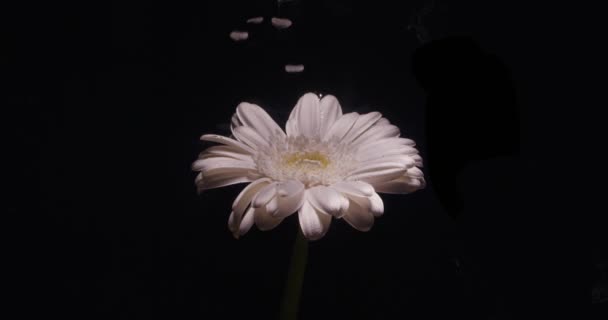 Bela flor branca na água em um fundo preto cor branca abstrata — Vídeo de Stock