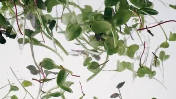 新鮮なマイクログリーン植物発芽水の中で回転する木の芽 — ストック動画