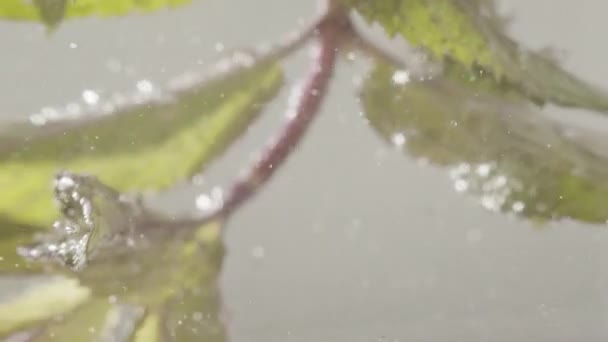 Hojas de menta verde flotando en agua transparente clara menta fresca para limonada — Vídeo de stock