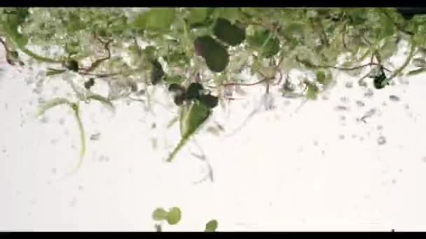 Micro-greens planten in het water in het aquarium met bubbels verse biologische plant modern — Stockvideo