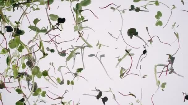 新鲜的微绿色植物葵花籽树苗在水中旋转 — 图库视频影像