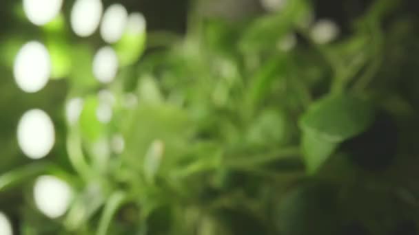 Zelená klíček klíčící okurka Semena zahradní řeřichy veganské vegetariánské zdravé potraviny — Stock video
