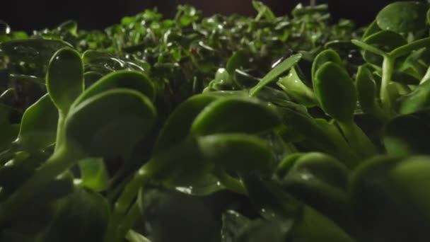 マイクログリーン春のひまわり発芽新鮮な緑の芽成長植物 — ストック動画