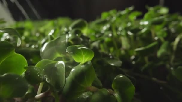 鲜绿色嫩芽自然春季园艺农业食品大角度 — 图库视频影像