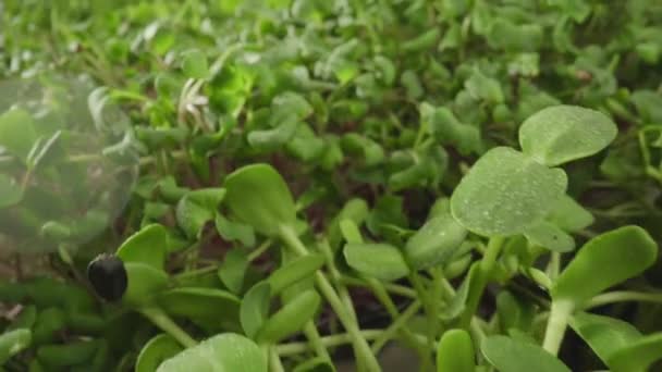 Micro greens klíčivost Čerstvé zelené klíčky Pěstování Rostliny mnoho pěstovaných rostlin — Stock video