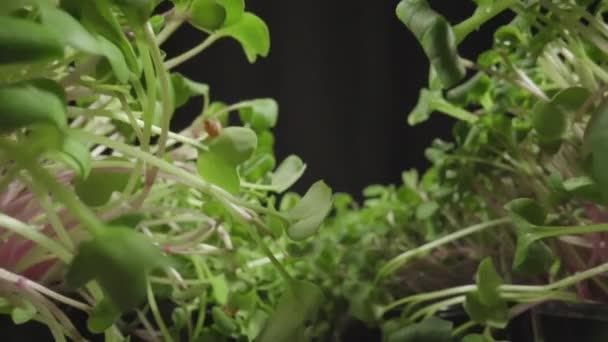 Micro greens Germinação Fresh Green Sprout Growing Plants muitas plantas cultivadas — Vídeo de Stock