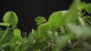 Mikro yeşiller bahar ayçiçeği filizlenmesi taze yeşil filizlenme bitkileri
