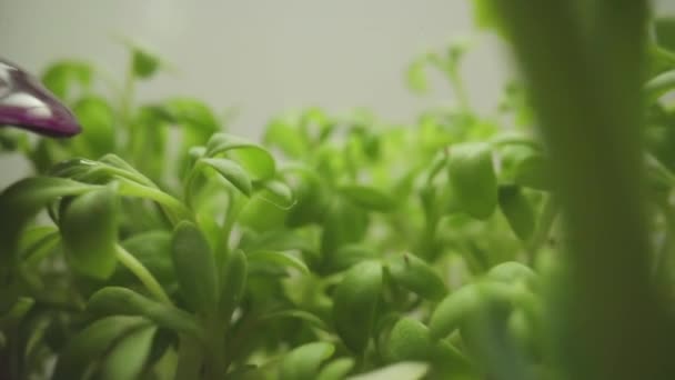 Micro verdes primavera girassol Germinação fresco verde ecossistema — Vídeo de Stock