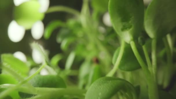 Mikrovlákna jarní slunečnice klíčení Čerstvé zelené klíčky Rostliny — Stock video