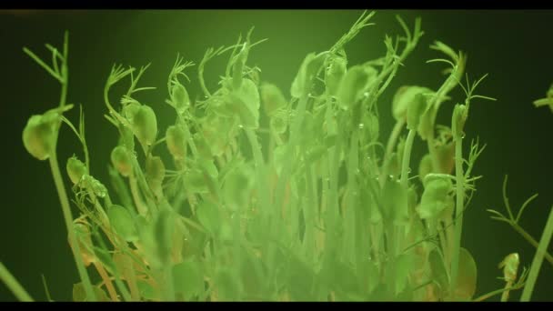 सूक्ष्म हिरव्या पीस बीन्स विविध प्रकाश रंगांमध्ये वनस्पती वाढत आहेत — स्टॉक व्हिडिओ