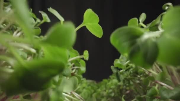 Μικρο-πράσινα βλάστηση Φρέσκο πράσινο βλαστάρι Καλλιέργεια φυτών πολλά καλλιεργούμενα φυτά — Αρχείο Βίντεο