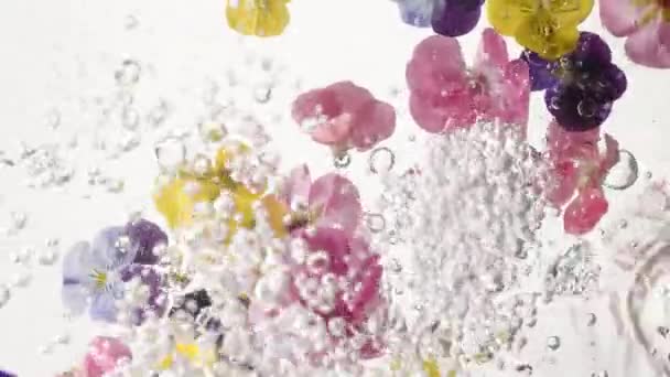 Schöne weiß-gelb-blau-rosa Hibiskusblüten im sauberen Wasser erzeugen Wellen — Stockvideo