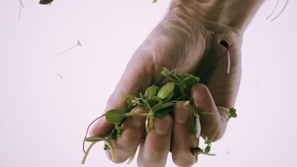 Microgreens orgânicos criativos Close-up na mão Germinação Árvore brotar na água — Vídeo de Stock