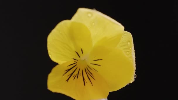 검은 배경에 물 이 있는 아름다운 노란색 꽃을 피우는 찌르레기 매크로 — 비디오