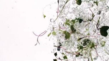 Taze mikro yeşiller bitkiler, tohum ağacı, temiz suda dönüşümlü olarak filizleniyor.