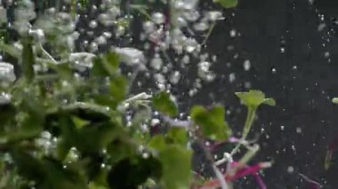 Yaratıcı mikro yeşillikler bitkiler filizlenen ağaç filizleri suya düşer.