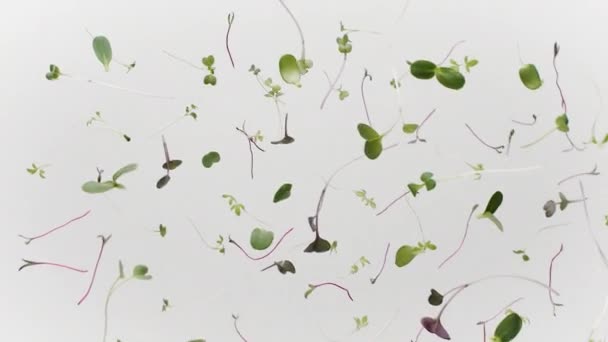 Creatief schot verse microgreens planten vliegen in de lucht voedsel rauwe bio concept — Stockvideo